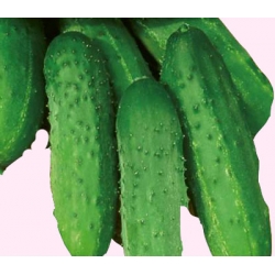Nasiona Ogórek Racibor średnio wczesna Tor127