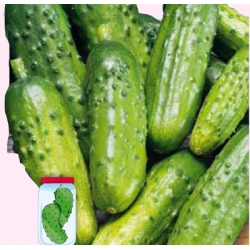 Nasiona Ogórek Soplica średnio wczesna Tor128