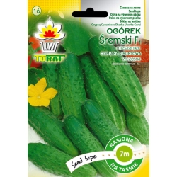 Nasiona Ogórek Śremski NA TAŚMIE Tor517