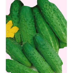 Nasiona Ogórek Śremski średnio wczesna Tor129
