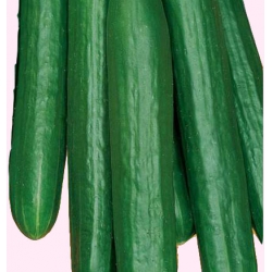 Nasiona Ogórek pod osłony Caruso Tor121