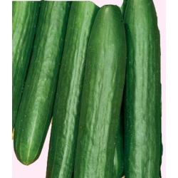  Nasiona Ogórek pod osłony Marta Tor123