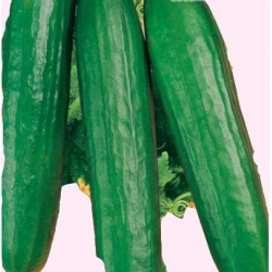 Nasiona Ogórek pod osłony Pokusa Tor122