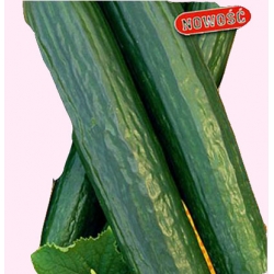 Nasiona Ogórek pod osłony Saladin Tor124