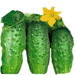  Nasiona Ogórek VicToria wczesna Tor130