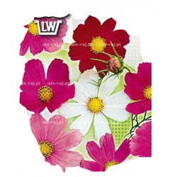 Nasiona Onętek, Cosmos Tor416