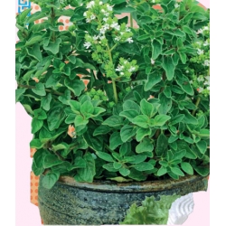 Oregano greckie Tor603