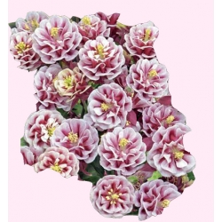 Nasiona Orlik ogrodowy pełny WINKI RED Tor420