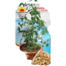 Nasiona Orzech ziemny Tor619
