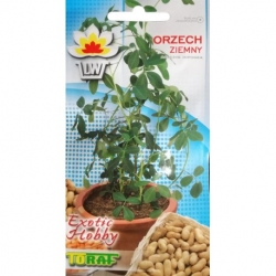 Nasiona Orzech ziemny Tor619