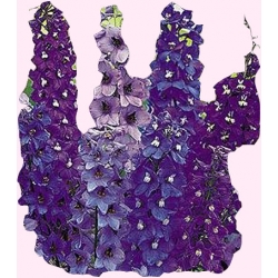 Nasiona Ostróżka trwała Tor422