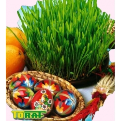 Nasiona Owies Wielkanocny Tor423