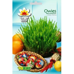 Nasiona Owies Wielkanocny Tor423