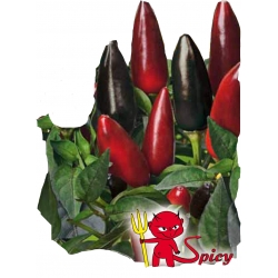 Nasiona Papryka ROYAL BLACK Ostra Tor137