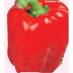 Nasiona Papryka California Wonder Tor133