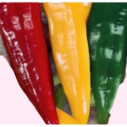 Nasiona Papryka słodka Corno di Toro Tor134
