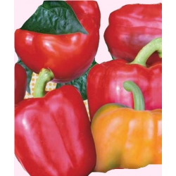 Nasiona Papryka Granova zielono-żółta Tor138