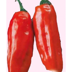 Nasiona Papryka JALAPENO Ostra Tor136