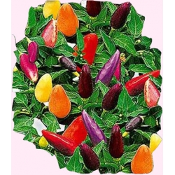 Nasiona Papryka ozdobna Tor424