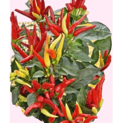 Nasiona Papryka słodka Poupila Tor139