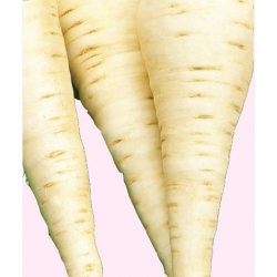 Nasiona Pasternak Tor140