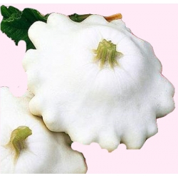 Nasiona Patison ORFEUS Tor141