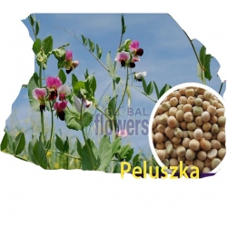 Nasiona Peluszka Groch siewny Tor563
