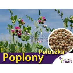 Nasiona Peluszka Groch siewny Tor563