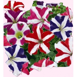 Nasiona Petunia niska Gwieździsta Tor426