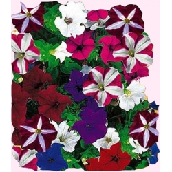 Nasiona Petunia zwisająca Tor425