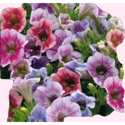 Nasiona Petunia niska Żyłkowana Tor427