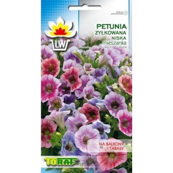 Nasiona Petunia niska Żyłkowana Tor427