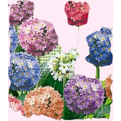 Nasiona Pierwiosnek ząbkowany Tor431