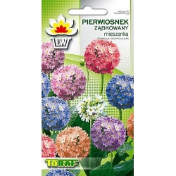 Nasiona Pierwiosnek ząbkowany Tor431