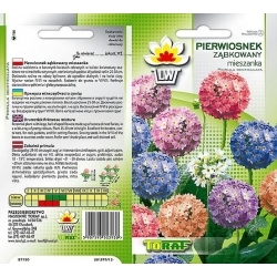 Nasiona Pierwiosnek ząbkowany Tor431