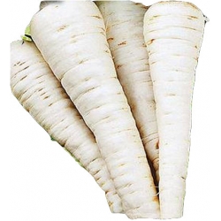 Nasiona Pietruszka CUKROWA wczesna Tor143