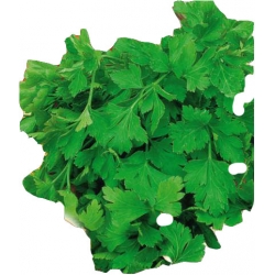 Nasiona Pietruszka naciowa Festival 68 Tor151