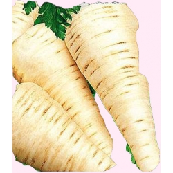 Nasiona Pietruszka HALBLANGE Berlińska Tor145