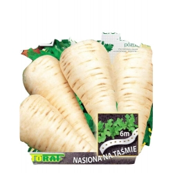  Nasiona Pietruszka Halblange NA TAŚMIE Tor512