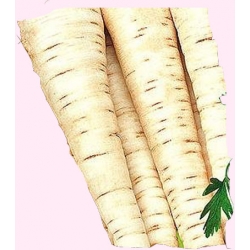 Nasiona Pietruszka HAMBURSKA HS późna Tor146