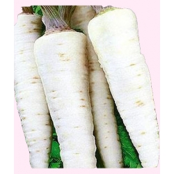 Nasiona Pietruszka KONIKA średnio wczesna Tor144