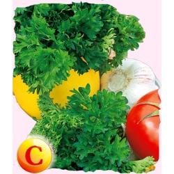 Nasiona Pietruszka naciowa MOOSCRAUSE Tor150