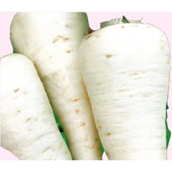  Nasiona Pietruszka OŁOMUŃCKA późna Tor147