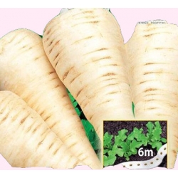 Nasiona Pietruszka Ołomuńcka NA TAŚMIE Tor513