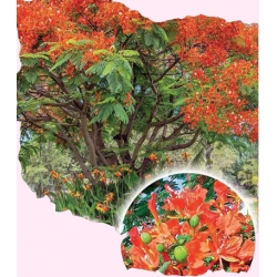 Nasiona Płomień Afryki Płonące drzewo Tor621