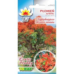 Nasiona Płomień Afryki Płonące drzewo Tor621