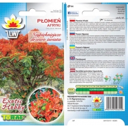 Nasiona Płomień Afryki Płonące drzewo Tor621