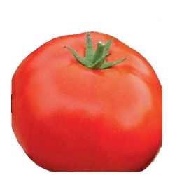 Nasiona Pomidor szklarniowy BEKAZ Tor172