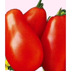 Nasiona Pomidor gruntowy karłowy DENAR Tor164