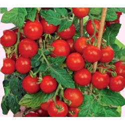 Nasiona Pomidor koktailowy GARTENPERLE Tor166